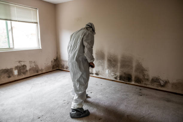 Latrobe, PA Mold Removal Company